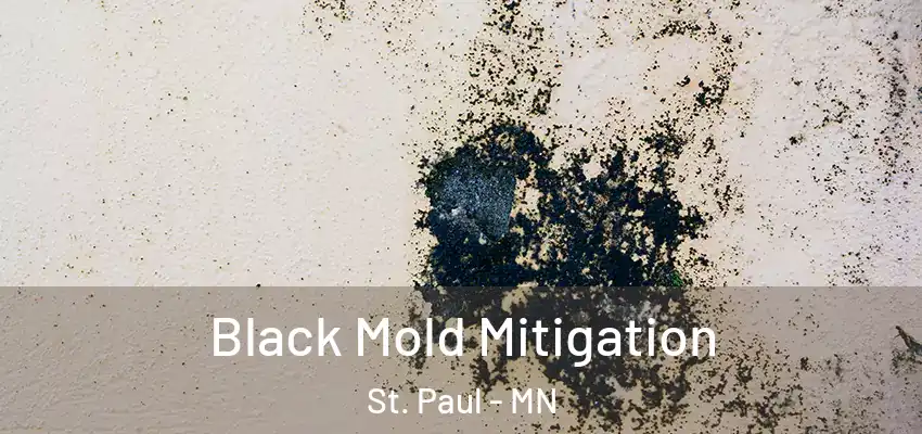 Black Mold Mitigation St. Paul - MN