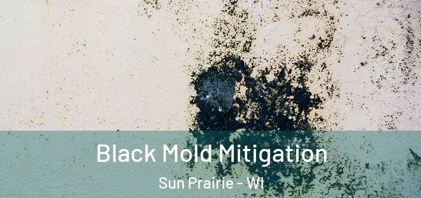  Black Mold Mitigation Sun Prairie - WI