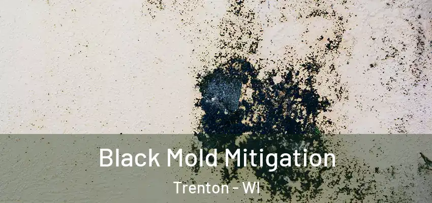  Black Mold Mitigation Trenton - WI