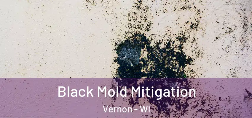 Black Mold Mitigation Vernon - WI
