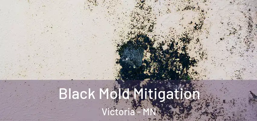  Black Mold Mitigation Victoria - MN