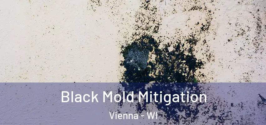 Black Mold Mitigation Vienna - WI