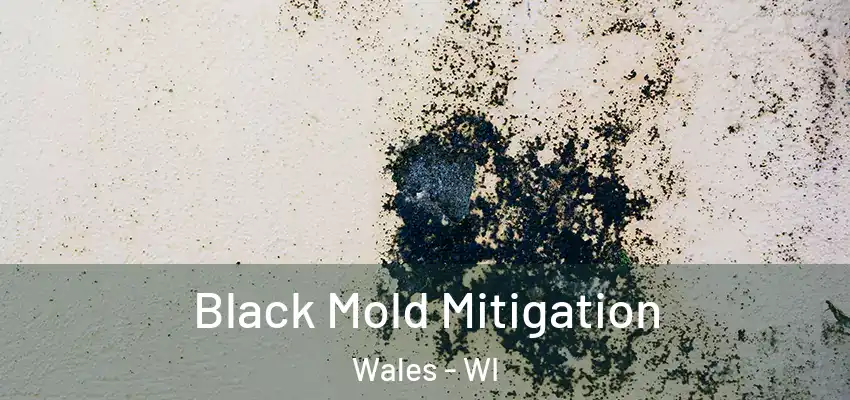 Black Mold Mitigation Wales - WI