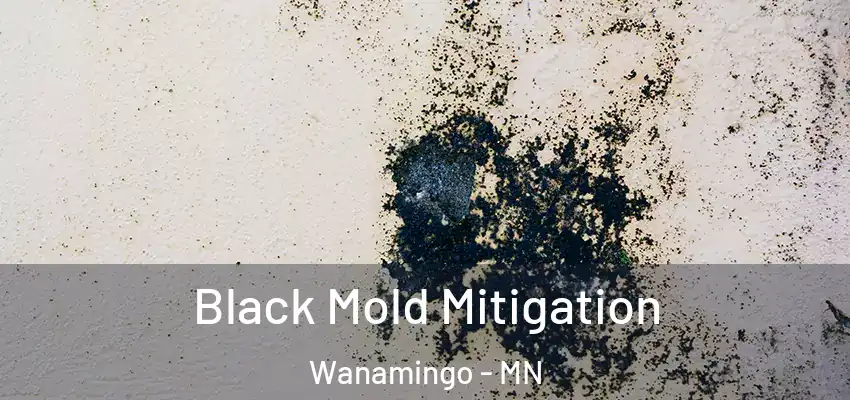 Black Mold Mitigation Wanamingo - MN