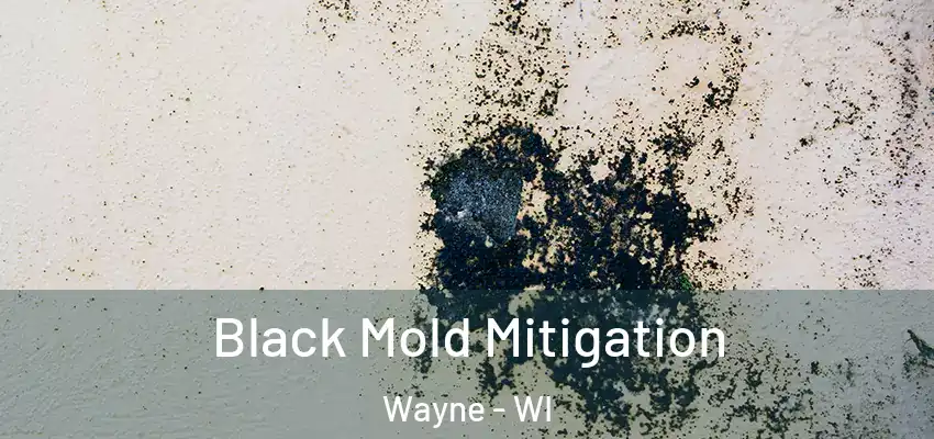  Black Mold Mitigation Wayne - WI