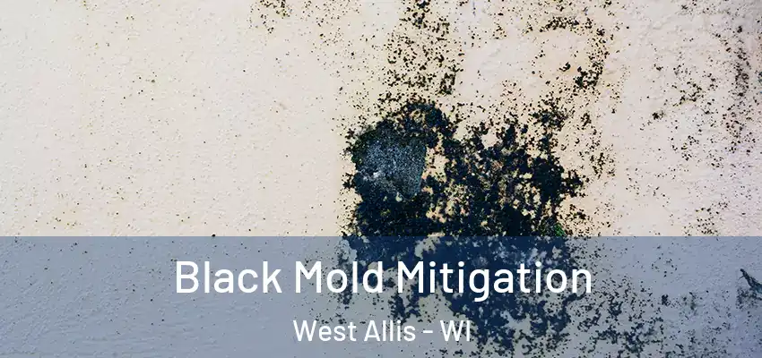  Black Mold Mitigation West Allis - WI