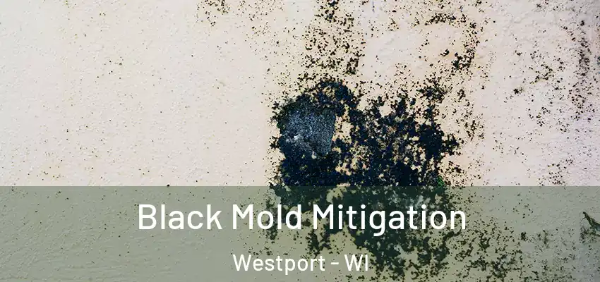  Black Mold Mitigation Westport - WI