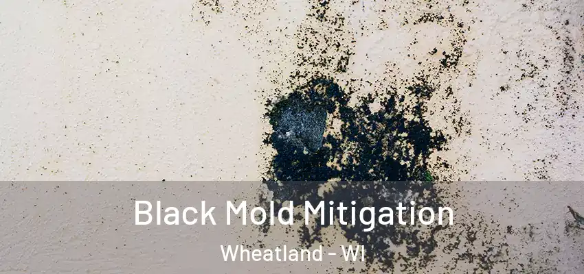 Black Mold Mitigation Wheatland - WI