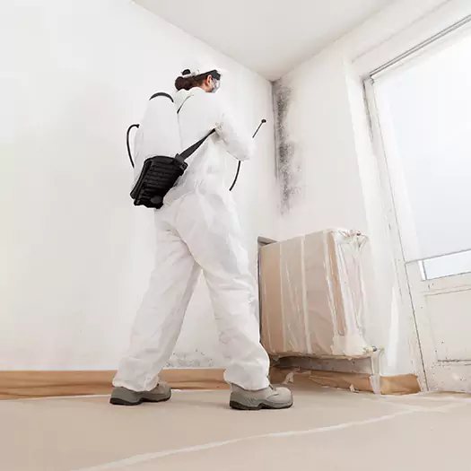 Trusted Black Mold Clean Up Experts in Madison, WI