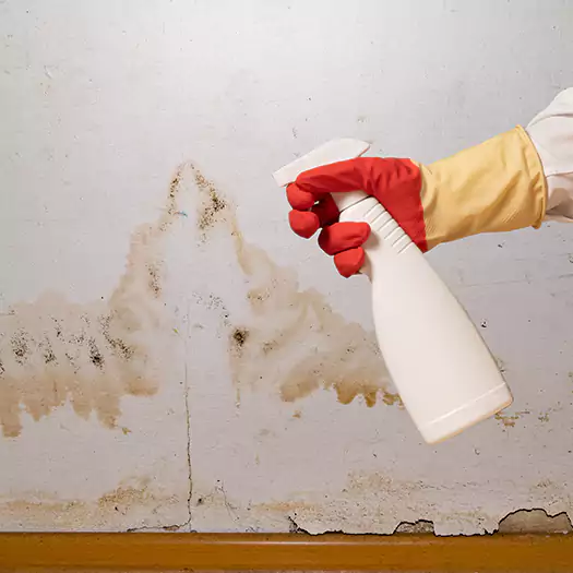 Trusted Black Mold Mitigation Specialists in Madison, WI