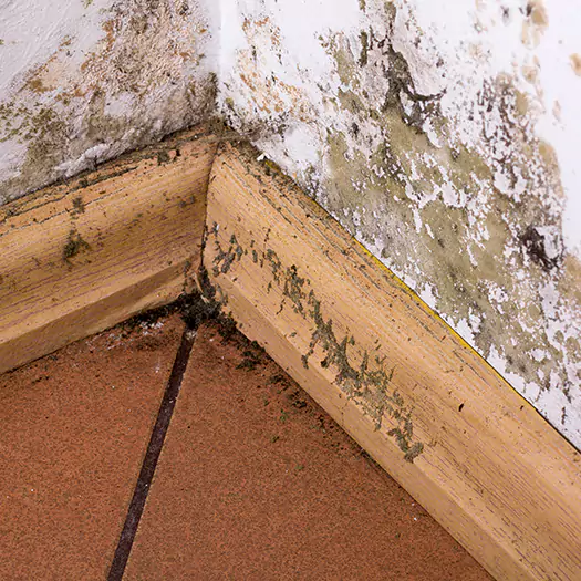 Trusted Cleaning Mold From Wood Specialists in Madison, WI