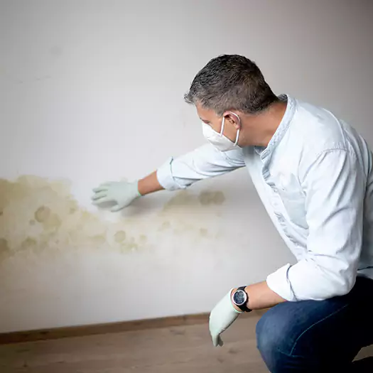 Trusted Mold Remediation and Removal Experts in Madison, WI