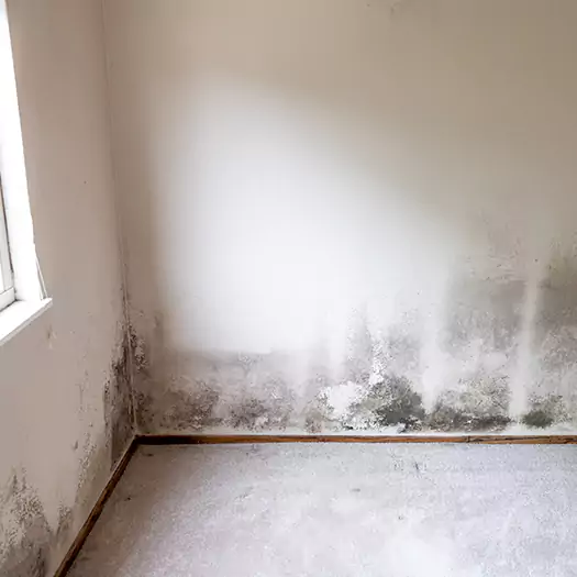 Trusted Mold Cleanup Specialists in Madison, WI