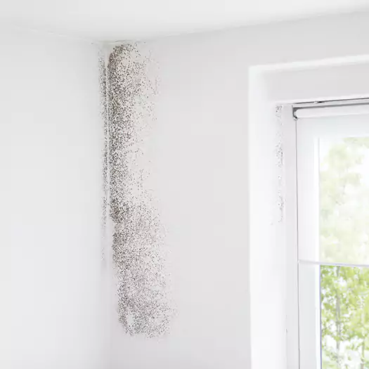 Trusted Mold Eradication Professionals Serving in Madison, WI