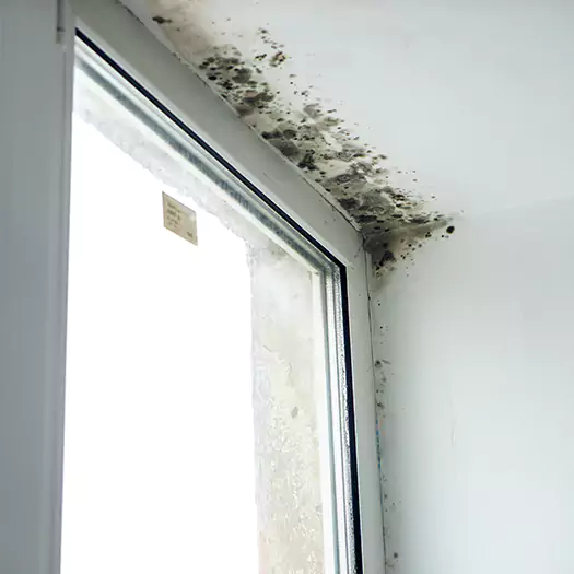 Experienced Mold Mitigation Specialists in Madison, WI
