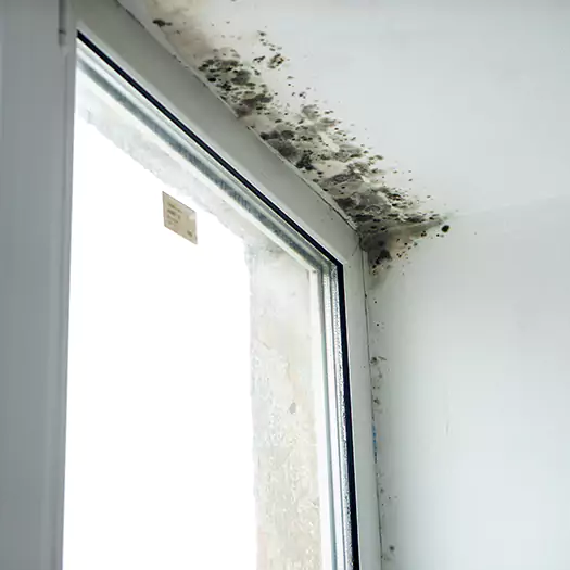 Trusted Mold on Bathroom Ceiling Experts in Madison, WI