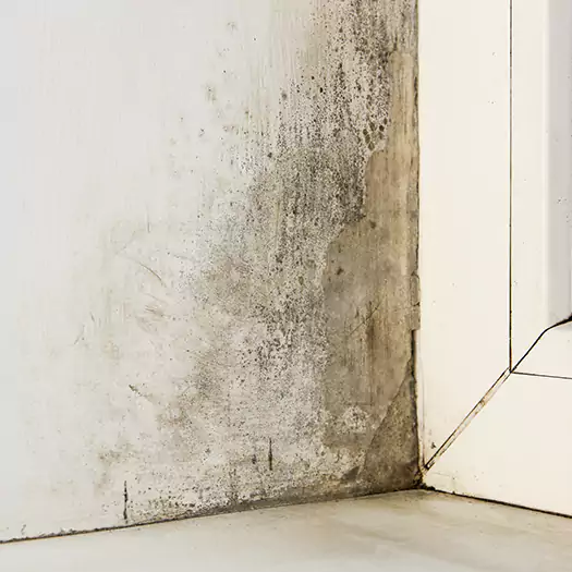 Skilled Mold on Drywall Experts in Madison, WI