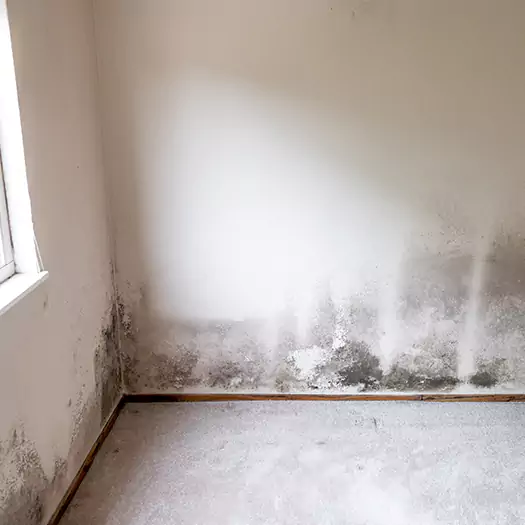 Trusted Mold on the Wall Experts in Madison, WI
