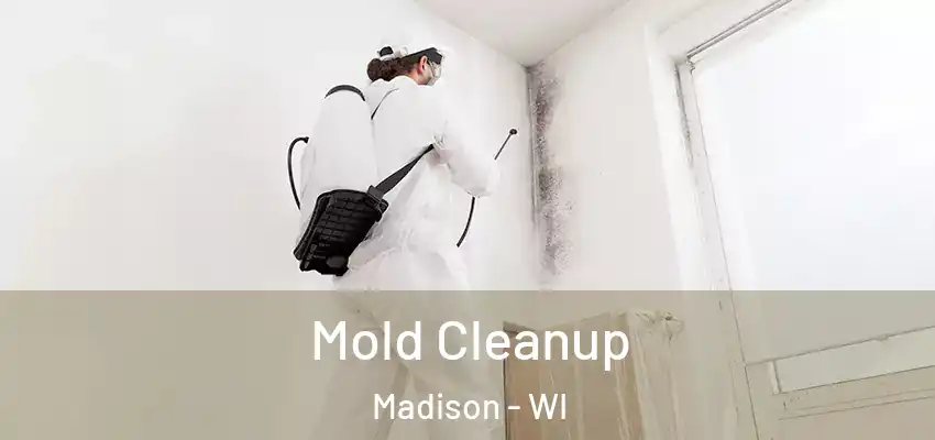  Mold Cleanup Madison - WI