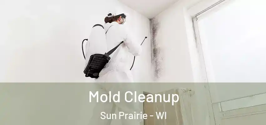  Mold Cleanup Sun Prairie - WI