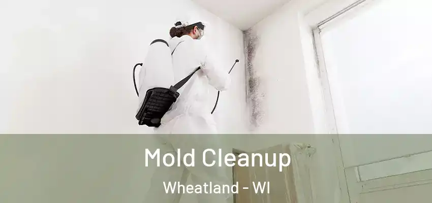 Mold Cleanup Wheatland - WI