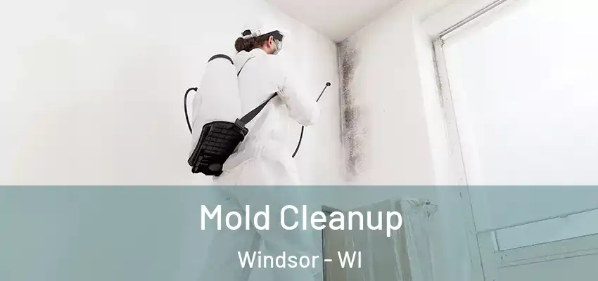  Mold Cleanup Windsor - WI