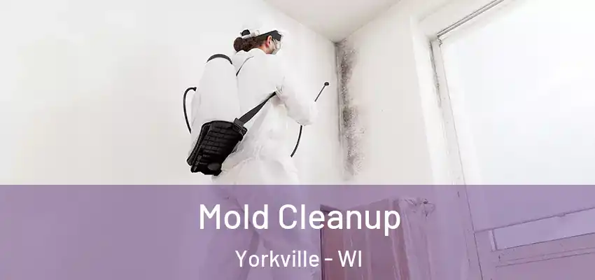  Mold Cleanup Yorkville - WI