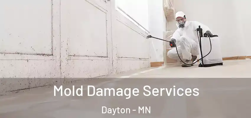 Mold Damage Services Dayton - MN