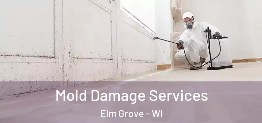  Mold Damage Services Elm Grove - WI
