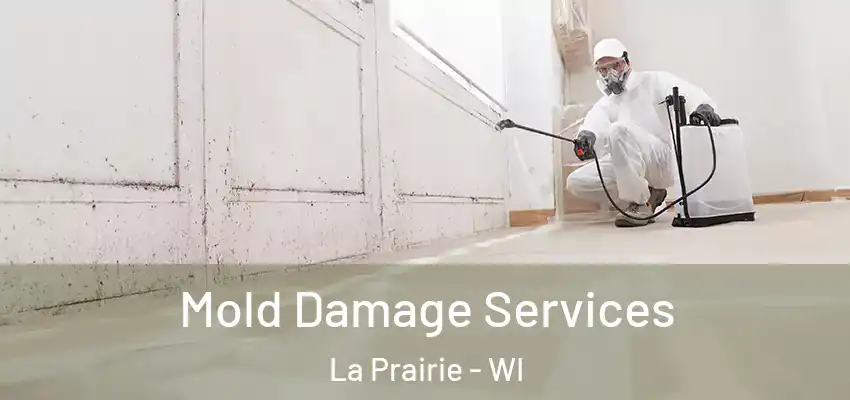  Mold Damage Services La Prairie - WI