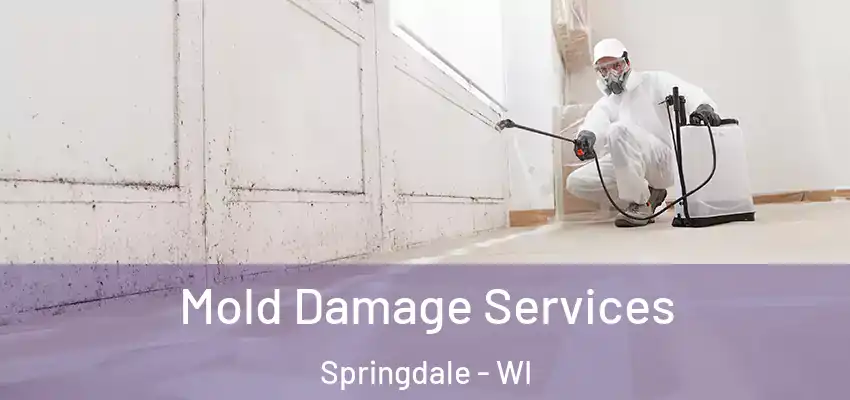  Mold Damage Services Springdale - WI