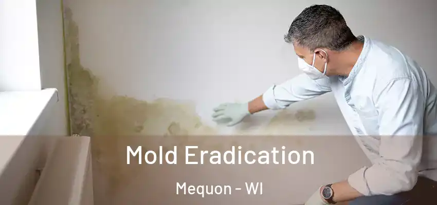 Mold Eradication Mequon - WI