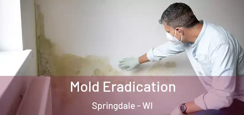  Mold Eradication Springdale - WI