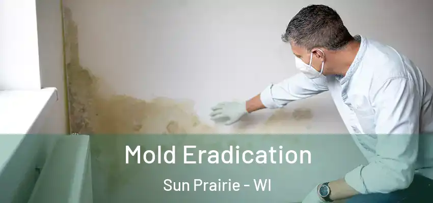 Mold Eradication Sun Prairie - WI