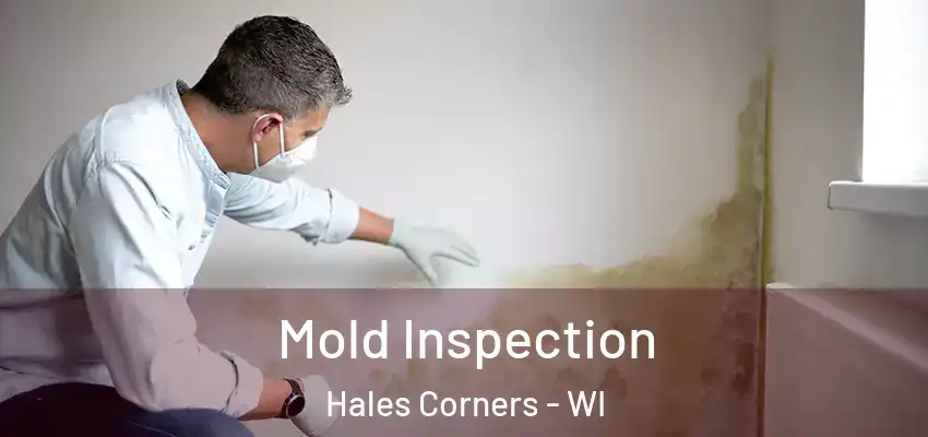  Mold Inspection Hales Corners - WI