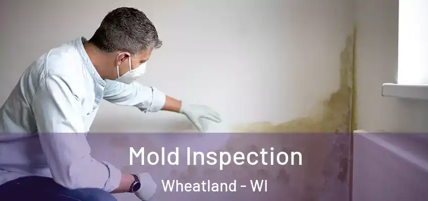  Mold Inspection Wheatland - WI