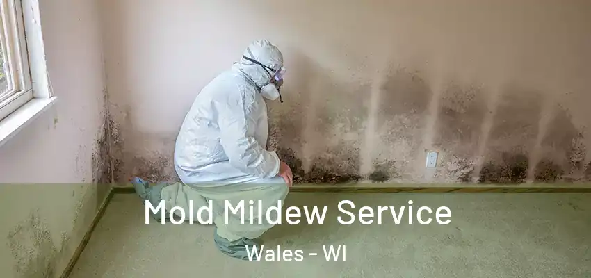  Mold Mildew Service Wales - WI