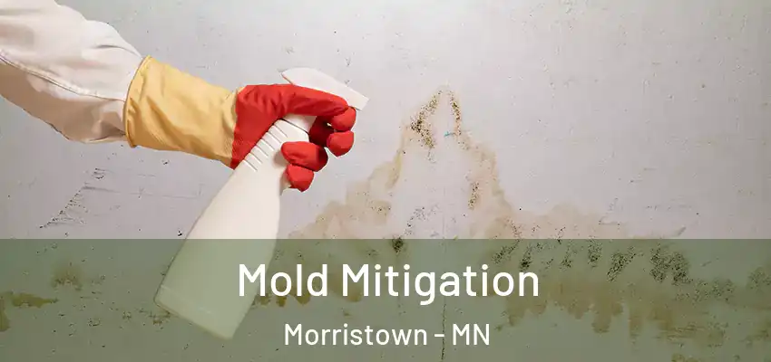  Mold Mitigation Morristown - MN