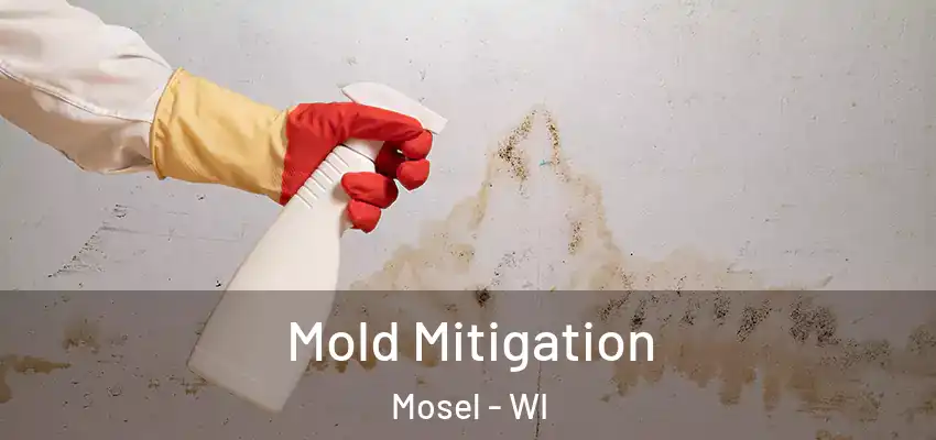  Mold Mitigation Mosel - WI