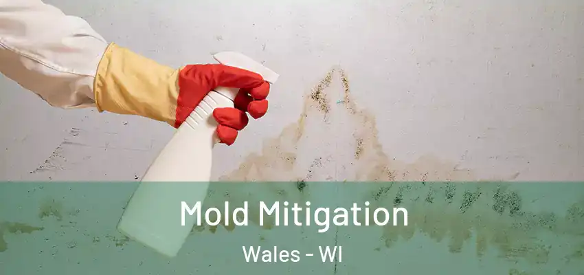  Mold Mitigation Wales - WI