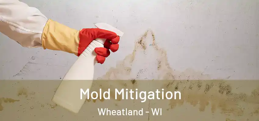  Mold Mitigation Wheatland - WI