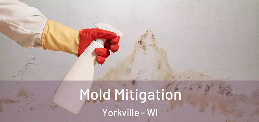 Mold Mitigation Yorkville - WI