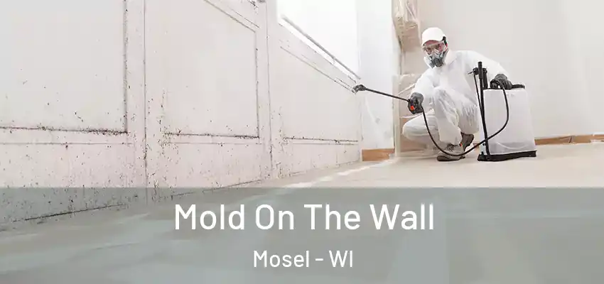  Mold On The Wall Mosel - WI