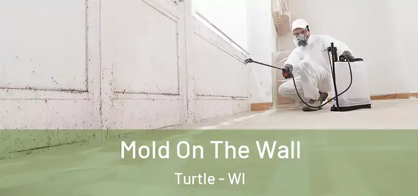  Mold On The Wall Turtle - WI