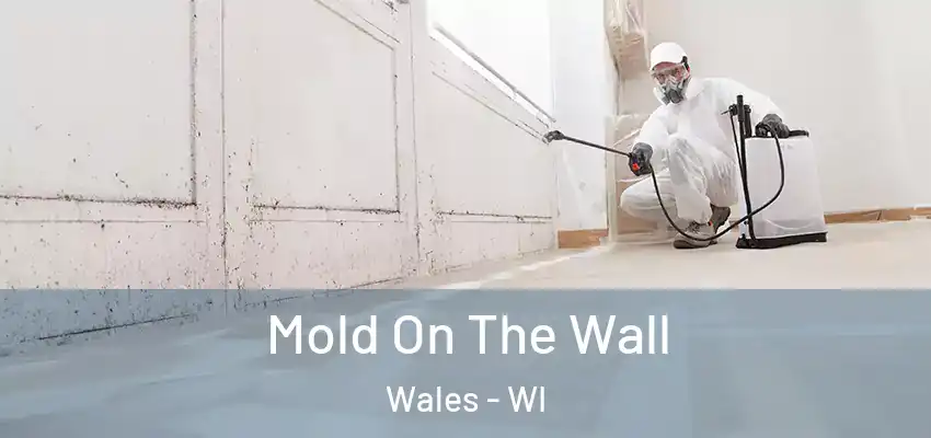  Mold On The Wall Wales - WI