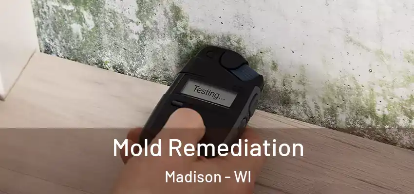  Mold Remediation Madison - WI