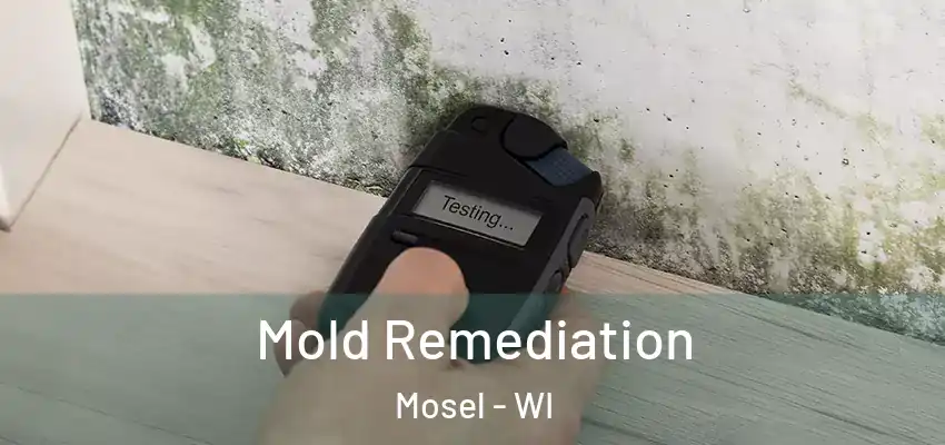  Mold Remediation Mosel - WI