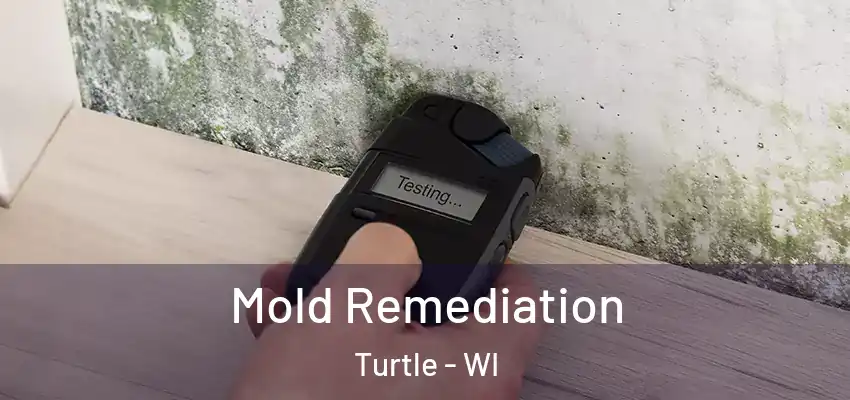  Mold Remediation Turtle - WI