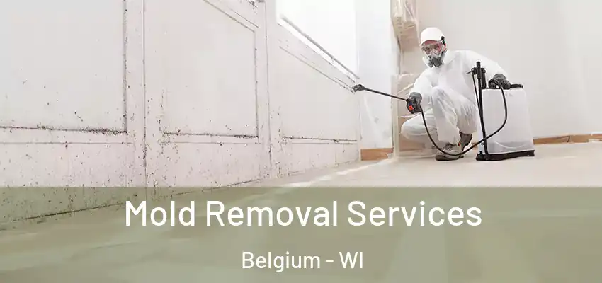 Mold Removal Services Belgium - WI