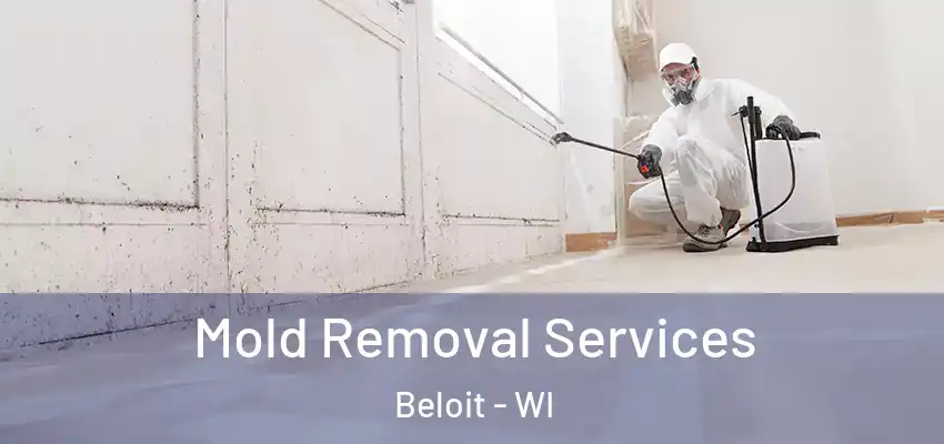  Mold Removal Services Beloit - WI